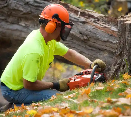 tree services West Laurel